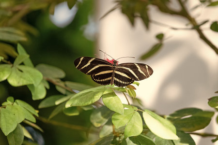 photo of nice butterfly with wings. butterfly in nature. butterfly insect closeup.