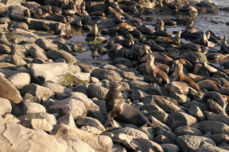 many sealion in wildlife at ocean. california sealion in wildlife nature. photo of sealionの写真素材