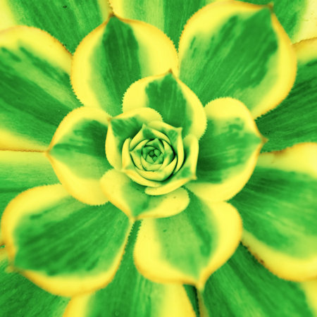 aeonium nature plant. aeonium plant nature green colour. aeonium plant nature background.の写真素材