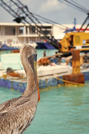 pelican bird with beak outdoor, copy space. pelican bird with beak having grey feather.の写真素材