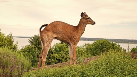 whitetail animal in the street. whitetail animal deer. whitetail animal brown color. photo of whitetail animal outdoor.の写真素材