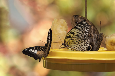 flying butterfly eat macro photography. photo of butterfly with wings. butterfly in nature....