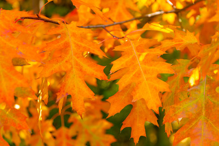 september oak fall leaves on branch. oak fall leaves. fall season with oak leaves