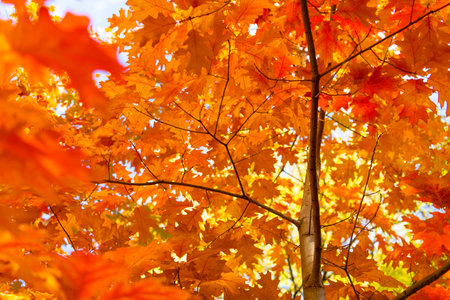 orange oak autumn leaves on branch. oak autumn leaves. autumn season with oak leaves