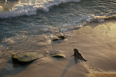 image of sea lion wild animal fauna. sea lion wild animal outdoor. sea lion wild animal at oceanの写真素材