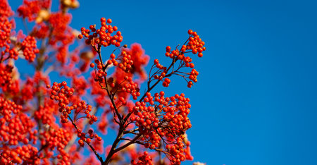 seasonal red fall rowanberry branch. red fall rowanberry. fall season with red rowanberry