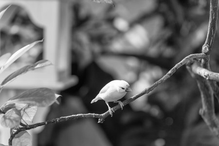 finch bird with white feather on branch. exotic finch bird has red beak outdoor.
