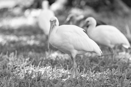 photo of wild ibis bird outdoor. ibis bird. ibis bird in wildlife. ibis bird in nature