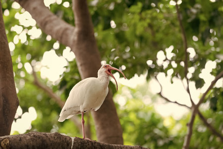 white ibis bird fauna in wildlife. ibis bird fauna in nature. photo of ibis bird fauna outdoor.の写真素材
