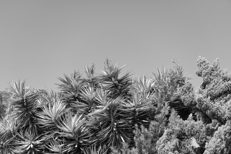 yucca exotic plant outdoor. yucca exotic plant outside. yucca exotic plant with copy space.の写真素材