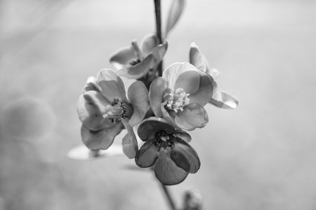 spring japonica flower. spring japonica flower. spring japonica flower blooming on branchの写真素材