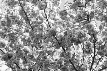 image of sakura flower bloom. spring sakura flower. spring sakura flower. sakura flower on branchの写真素材