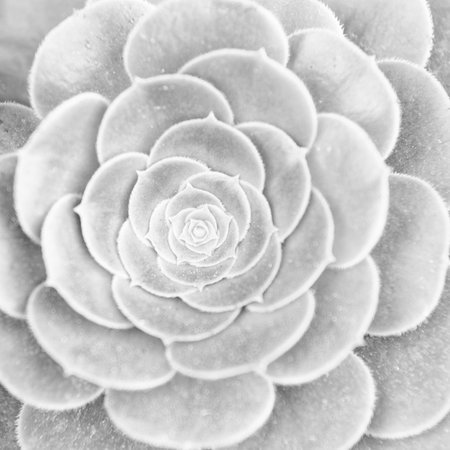 aeonium plant nature background. aeonium nature plant. aeonium plant nature bright green color.の写真素材