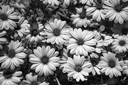 daisy flower background lilac color. daisy flower background bright color. photo of daisy flower background. daisy flower background.の写真素材