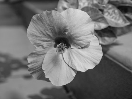 hibiscus flower with petals. hibiscus flower in nature. hibiscus flower outdoor. photo of hibiscus flower.の写真素材