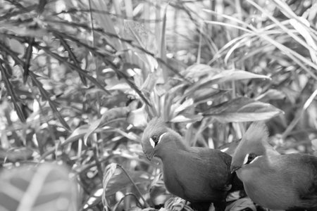 exotic tauraco bird outdoor, copy space. photo of exotic tauraco bird in nature