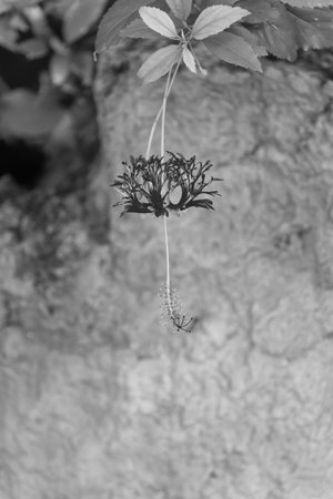 hibiscus flower in nature. hibiscus flower plant. hibiscus flower tropical plant. photo of hibiscusの写真素材