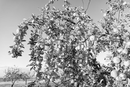 photo of ripe apple tree harvest. ripe apple harvest. ripe apple harvest on tree branch.
