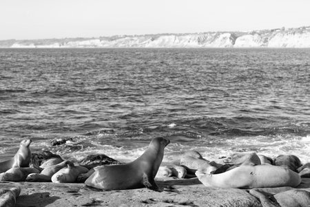 sealion in wildlife at ocean, copy space. california sealion in wildlife nature. photo of sealionの写真素材