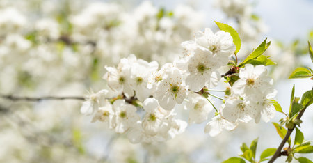 photo of fresh spring blossom flower of tree. spring blossom flower. spring flower blossom