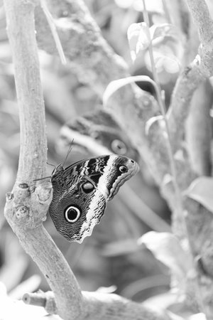 flying butterfly on the tree macro photography. photo of butterfly with wings.