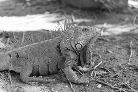 closeup of iguana lizard in nature. photo of iguana lizard reptile. iguana lizard outdoor. iguana lizard outside.の写真素材