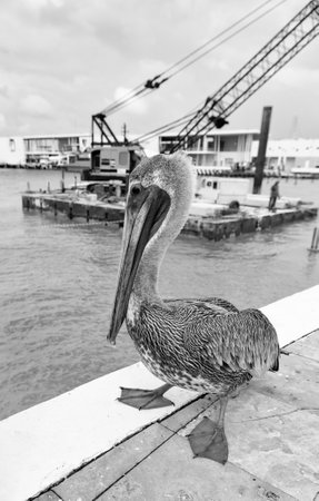 pelican bird with beak and grey feather. pelican bird with beak in wildlife. photo of pelican bird with beak. pelican bird with beak outdoor.の写真素材