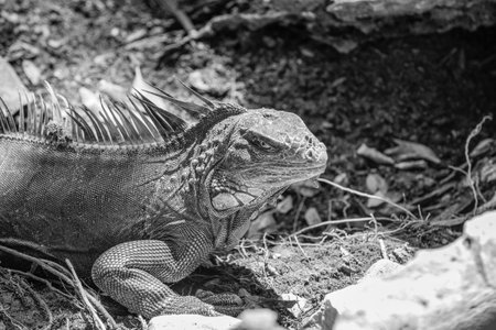 photo of wildlife guana lizard reptile. iguana lizard outdoor. iguana lizard outside. iguana lizard in nature.の写真素材