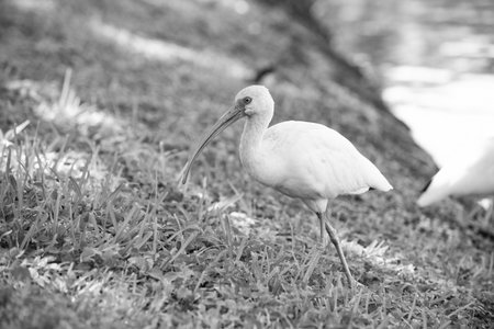 white ibis bird in wildlife. ibis bird in nature. photo of ibis bird outdoor. ibis bird.