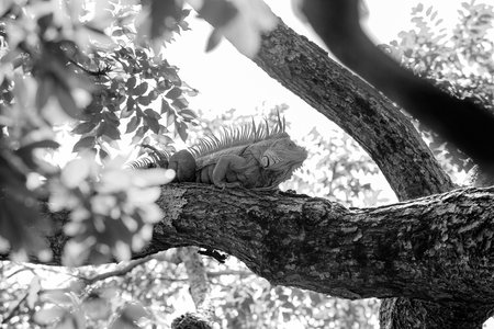 iguana lizard on the tree. iguana lizard in nature. photo of iguana lizard reptile. iguana lizard outdoor.の写真素材