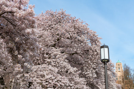 blooming sakura season with street lamp. spring sakura season. spring sakura season on branch. photo...