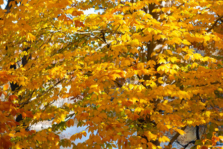 Nature in fall season. Autumnal season in the park. Seasonal leaves on tree. Natural autumn or fall...