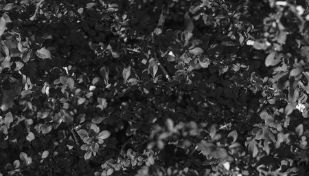 plant with red leaves on branch in autumn.の写真素材