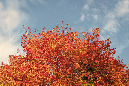 Autumnal sunny day. Seasonal leaves on tree. Natural autumn leaves. Autumn beauty of nature. Fall...