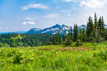 Green valley landscape. Nature landscape of meadow. Landscape of valley and mountain. Mountain valley. Pine tree and mountain landscape with forest. Scenery coniferous forest. Idyllic rural backdropの写真素材