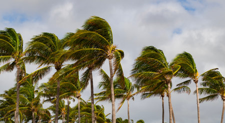 Palm tree in hurricane weather. Tropical beach in Miami. Tropical windy weather with palm tree....