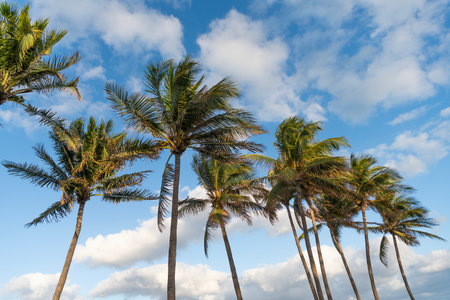 Palm tree. Summer vacation in Miami south beach, Florida. Palm tree of California. Tropical beach in Miami. Tropical outdoor scene with palm tree. Tropical summer vacation. Exotic natureの写真素材