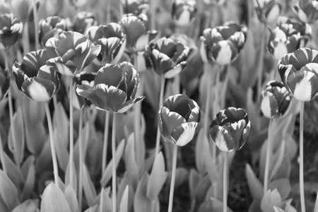 red tulip flower in spring nature. tulip flower in nature. tulip flower in summer nature.の写真素材