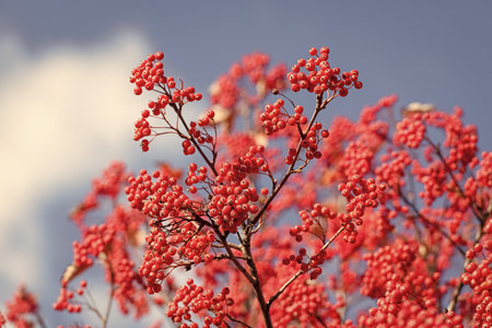 rowan tree with red berry bright background