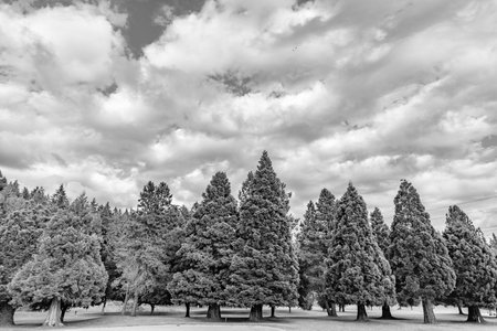 Public central park. Nature of forest. Green forest wood landscape in summer. Nature of mixed forest. Landscape of meadow at park. Summer park zone nature. Scenic landscape of woodlandの写真素材
