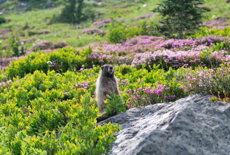 Marmot wild groundhog. Woodchuck rodent. Capybara outdoor. Wild animal in zoo. Playful marmot....