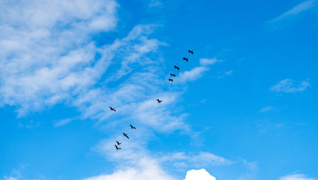 Pelican flying in sky. Flock of birds. Fauna and nature. Pelican flying during migration. Bird...