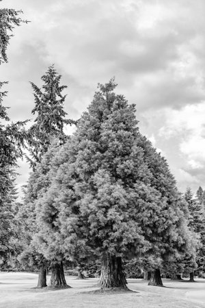 Cypress tree. Nature of mixed forest. Landscape of meadow at park. Summer park zone nature. Scenic...