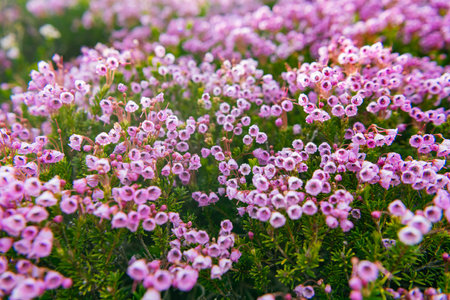 Flowering plant. Flower blossom of nature background. Mountain heather blossom. Pink mountain heather meadow flower. Meadow with wildflower of mountain heather flower in nature. Summer natureの写真素材