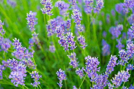 Lavender flower in summer. France Provence field. Purple lavender bloom. Composition of nature....
