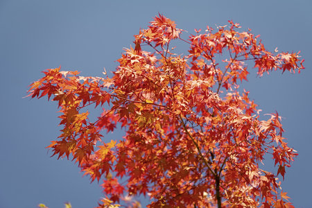 Autumn beauty of nature. Fall season nature. Fall leaves of maple tree. Autumn tree. Nature in fall...