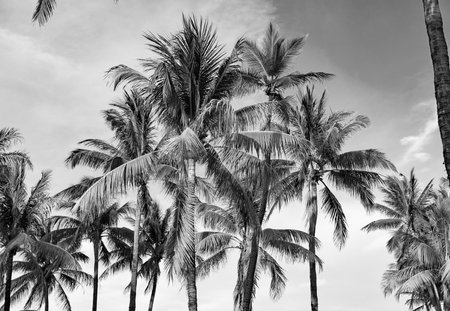 Palm tree. Summer vacation in Miami south beach, Florida. Palm tree of California. Tropical beach in Miami. Tropical outdoor scene with palm tree. Tropical summer vacation. Exotic nature jungleの写真素材