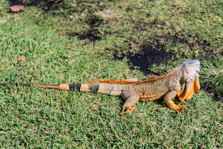 Reptile animal in nature. Wildlife zoo in jungle. Iguana lizard in tropical jungle. American iguana herbivorous lizard. Exotic iguana reptile. Exotic pet. Wildlife fauna. Large iguana tailの写真素材