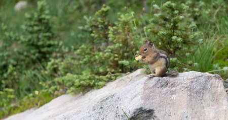 Chipmunk rodent. Gopher outdoor. Wild animal in nature. Squirrel on the ground. Rodent animal chipmunk. Rodent animal family. Wildlife nature. Ground squirrel. Chipmunk wild squirrel. Zoo parkの写真素材