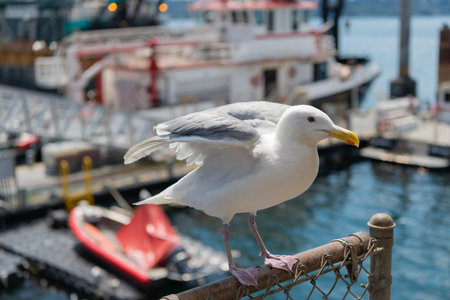 Sea gull bird. Fauna and nature. Seagull bird observing the water. Sea gull with beak and feather. Seagull sitting outdoor. A lonely seagull at the sea. Seagull near water. Nature of birdsの写真素材